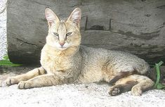 a cat laying on the ground next to a large rock and some green grass in front of it