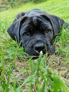 a black dog laying in the grass with its head on the ground looking at the camera