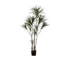 a potted plant is shown on a white background