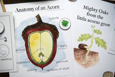 the anatomy of an acorn is shown on two books, one showing its parts