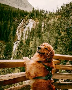 a brown dog sitting on top of a wooden fence