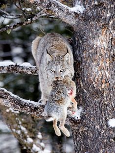 a couple of animals that are standing in the snow together on a tree branch and one is biting at another animal's mouth