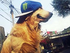 a brown dog wearing a blue monster hat