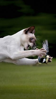 a white and brown cat playing with a bird on top of a green grass covered field