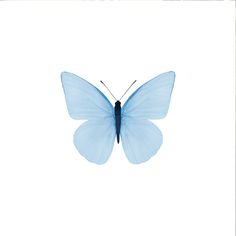 a blue butterfly flying in the sky