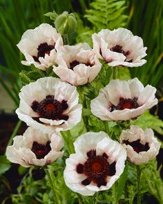 white and red flowers with green leaves in the background