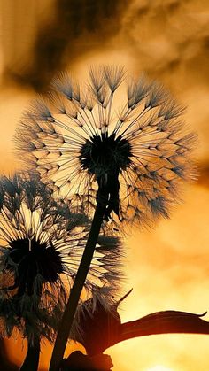 a dandelion with the sun setting in the back ground and clouds behind it