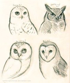 four owls are shown in three different poses