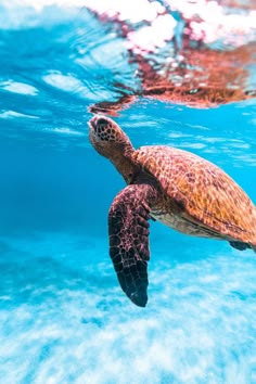 a turtle swimming in the ocean with its head above water