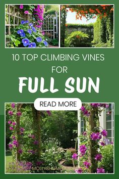 the top climbing vines for full sun read more on molynhome com, click here