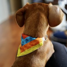 a brown dog wearing a colorful bandana