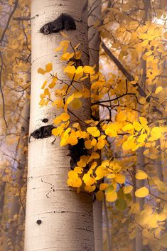 a tree with yellow leaves on it in the woods