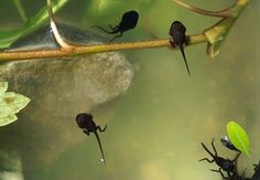 some black bugs sitting on top of a green branch in the water with lily pads