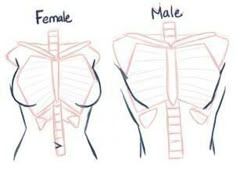 how to draw the back and side view of a woman's torso