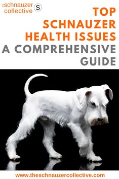 the schnauzer's top health issues a comprehensive guide