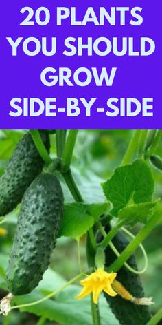 cucumbers growing on the vine with text overlay that reads 20 plants you should grow side by side