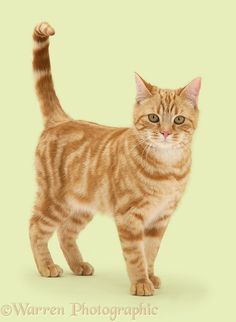 an orange tabby cat standing in front of a white background and looking at the camera