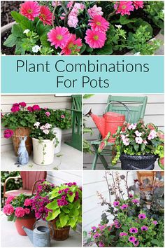 different types of flowers and plants in pots with text overlay that says plant combinations for pots