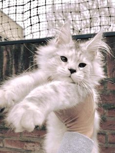 a person holding a white cat up to their chest with one paw in the air