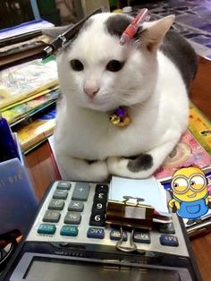 a white cat sitting on top of a calculator