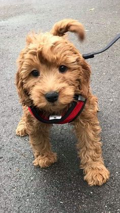 a small brown dog standing on top of a street