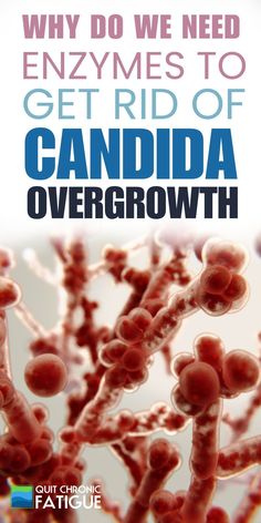 Candida albicans is a tiny organism that naturally lives in your gut, mouth, skin, and other parts of your body. But sometimes, it can cause problems. Candida Cleanse, Candida Albicans, Fatigue Syndrome, Thyroid Health, Adrenal Fatigue, Chronic Fatigue, Diet