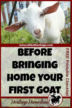 a goat with the words before bringing home your first goat