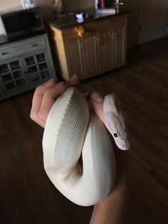 a person holding a large white snake in their hand on the floor next to a counter