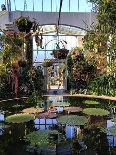 the inside of a greenhouse with lots of plants and water lilies in blooming