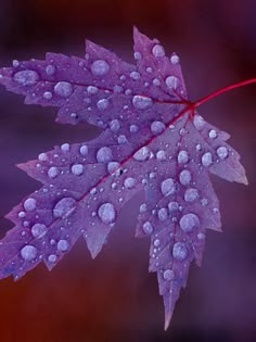 a purple leaf with drops of water on it