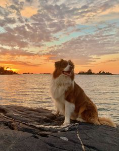 a brown and white dog sitting on top of a rock next to the ocean at sunset