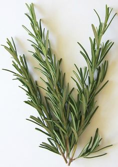 a sprig of rosemary on a white background