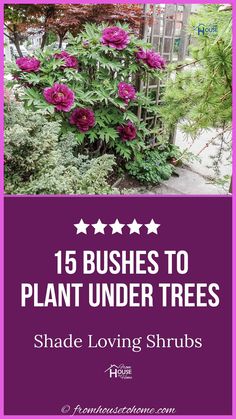 pink flowers with text that reads, 15 bushes to plant under trees shade loving shrubs