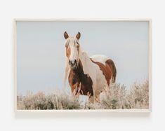 a brown and white horse standing on top of a dry grass covered field under a blue sky