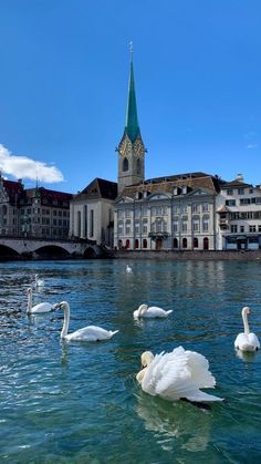 swans swimming on the water in front of buildings