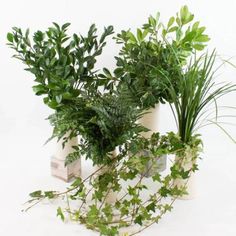 three potted plants sitting next to each other on top of a white countertop