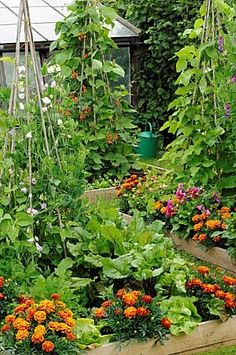 a garden filled with lots of different types of flowers