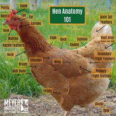 an image of a chicken labeled in words