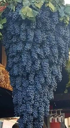 a bunch of grapes hanging from the side of a building in front of a man