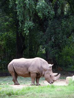 a rhino standing on top of a lush green field next to trees and grass covered ground