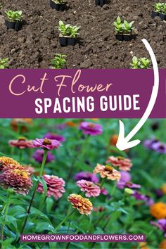 flowers growing in the garden with text overlay that reads cut flower spacing guide