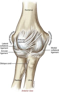 Elbow Muscles Anatomy, Elbow Anatomy, Forearm Anatomy, Medical Terminology Study, Anatomy Bones, Vet Medicine, Basic Anatomy And Physiology, Medicine Student, Medical Student Study