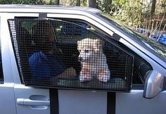 two dogs are sitting in the back seat of a car with their owner looking out the window