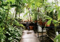 a person walking down a path in a greenhouse filled with plants and potted plants