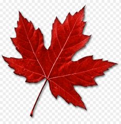 a red maple leaf on a white background