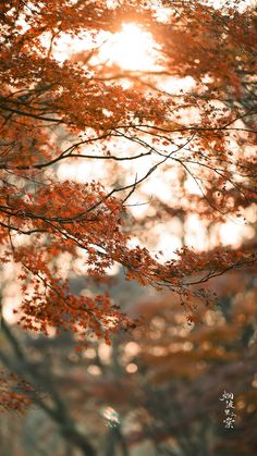 the sun shines through the branches of an autumn tree