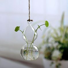 a plant in a glass vase hanging from a rope