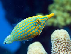 a yellow and blue fish is swimming in the water near some corals on the ocean floor