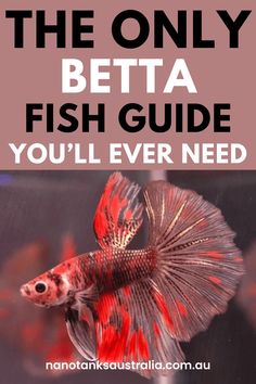 the only betta fish guide you'll ever need