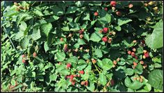 berries growing on the side of a bush with lots of green leaves and red berries